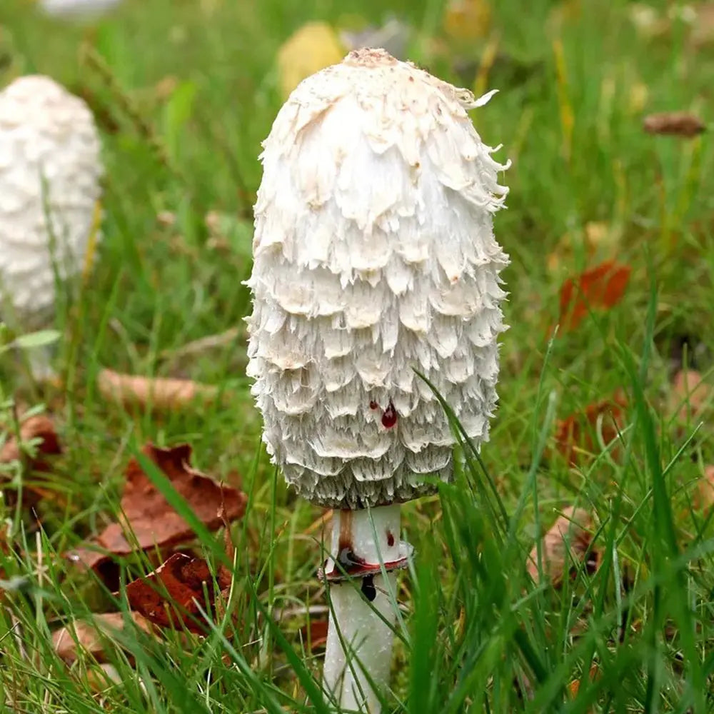 Shaggy Mane Mushroom  Mycotopia