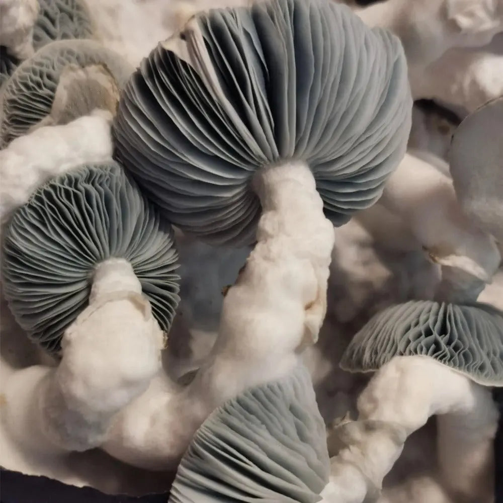 Frost King Mushroom.  Mycotopia