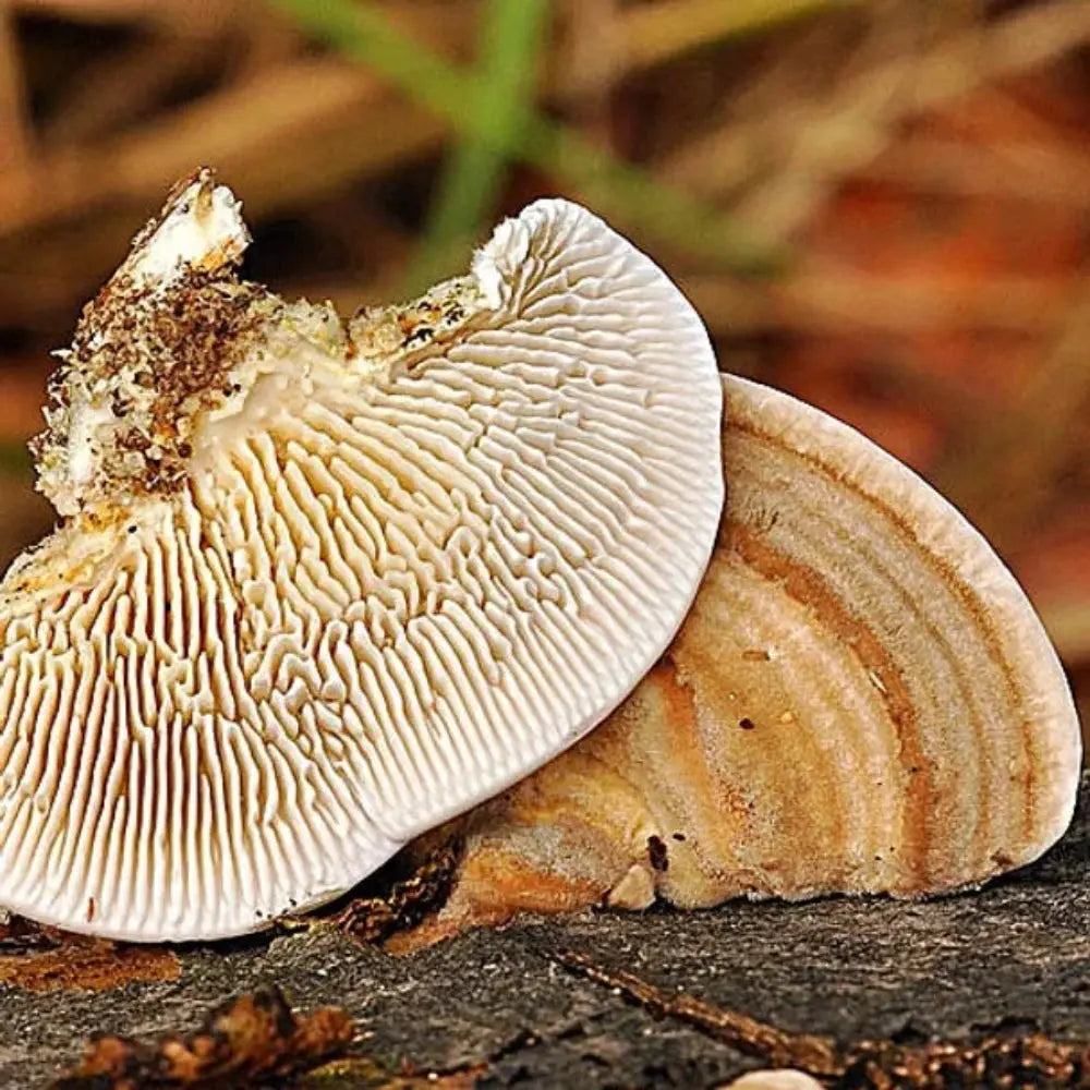 Gilled Polypore Mushroom.  Mycotopia