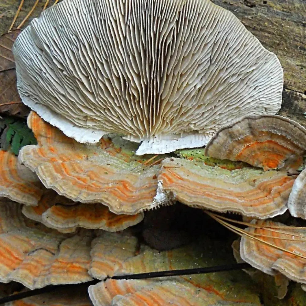 Gilled Polypore Mushroom.  Mycotopia