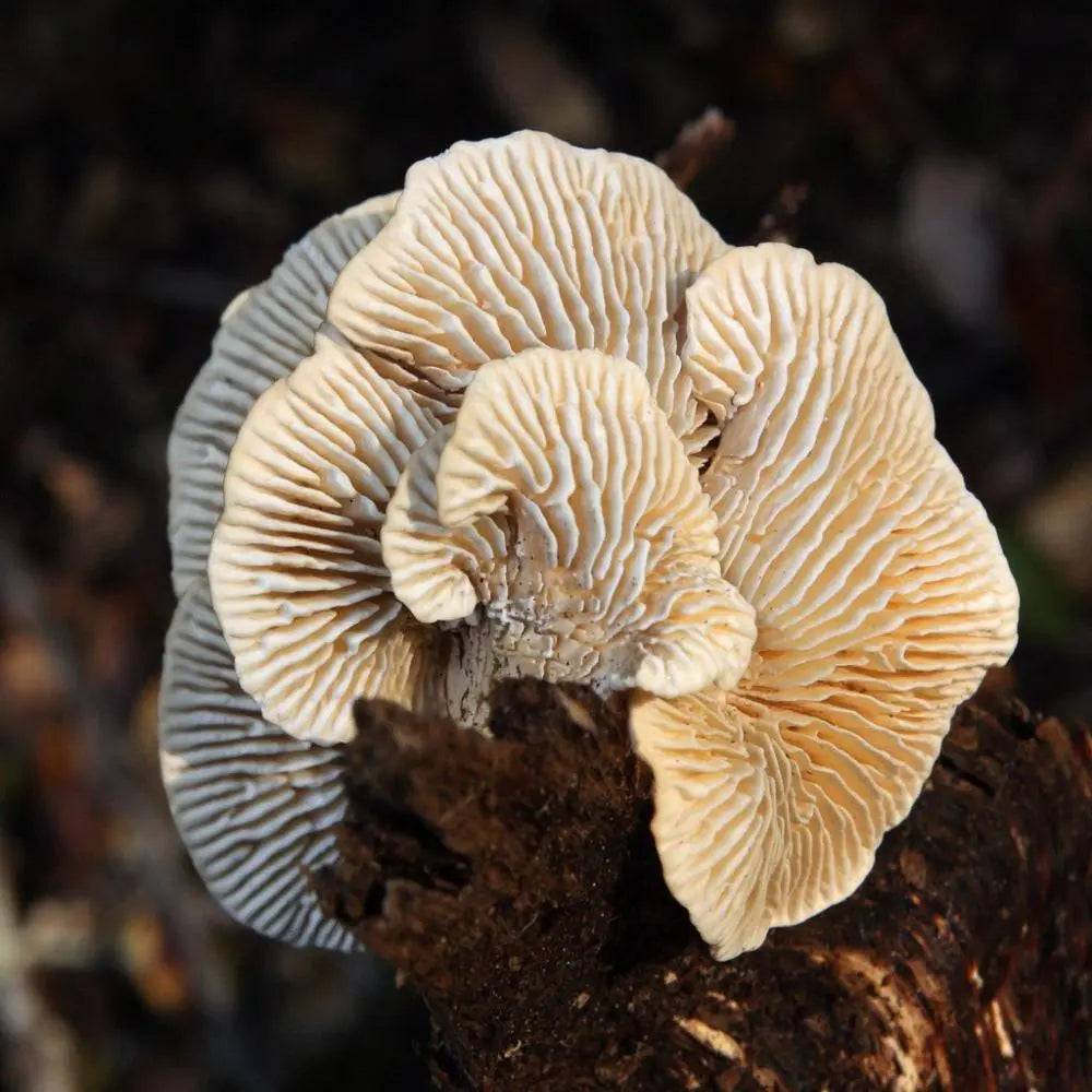 Gilled Polypore Mushroom.  Mycotopia