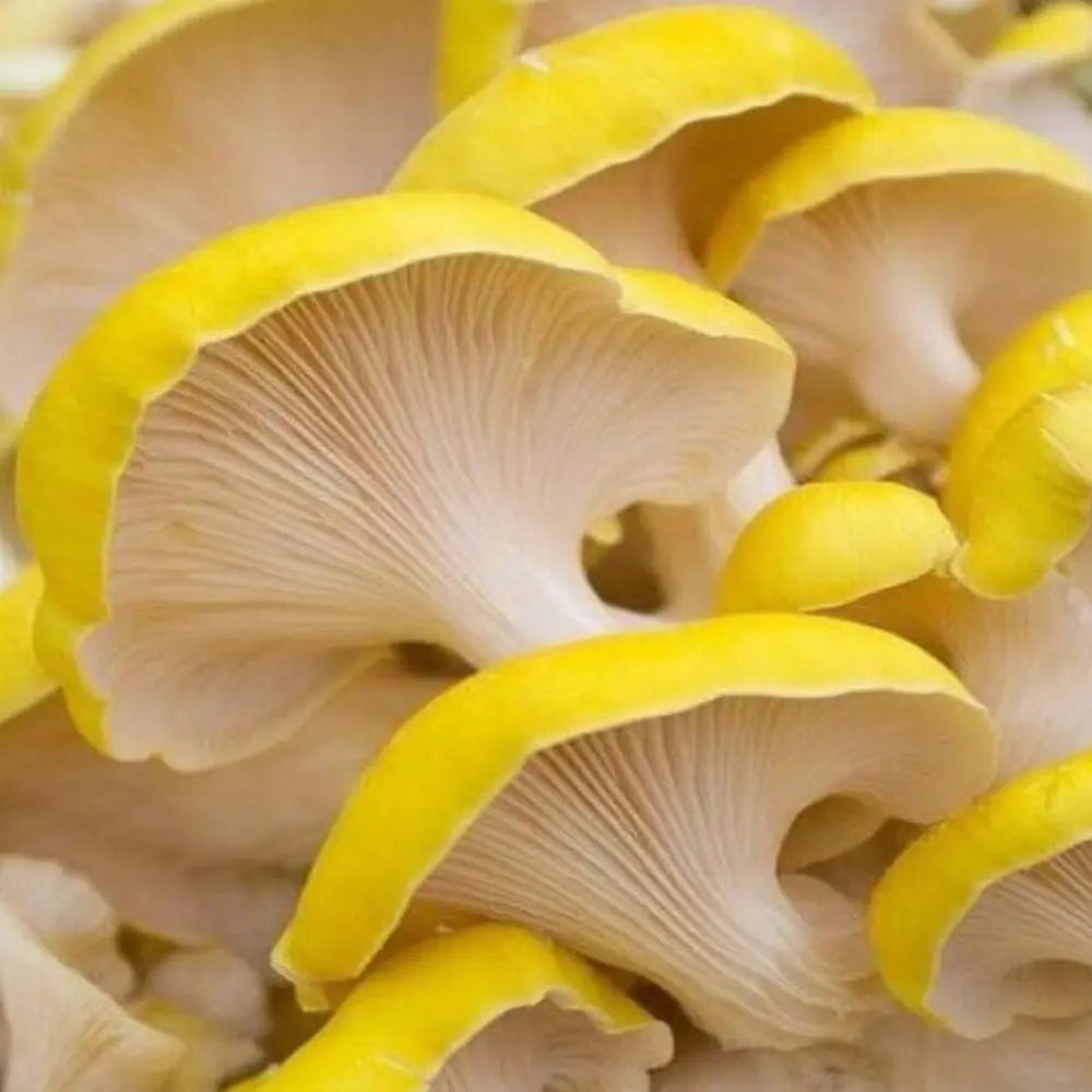 Golden Oyster Mushroom.  Mycotopia