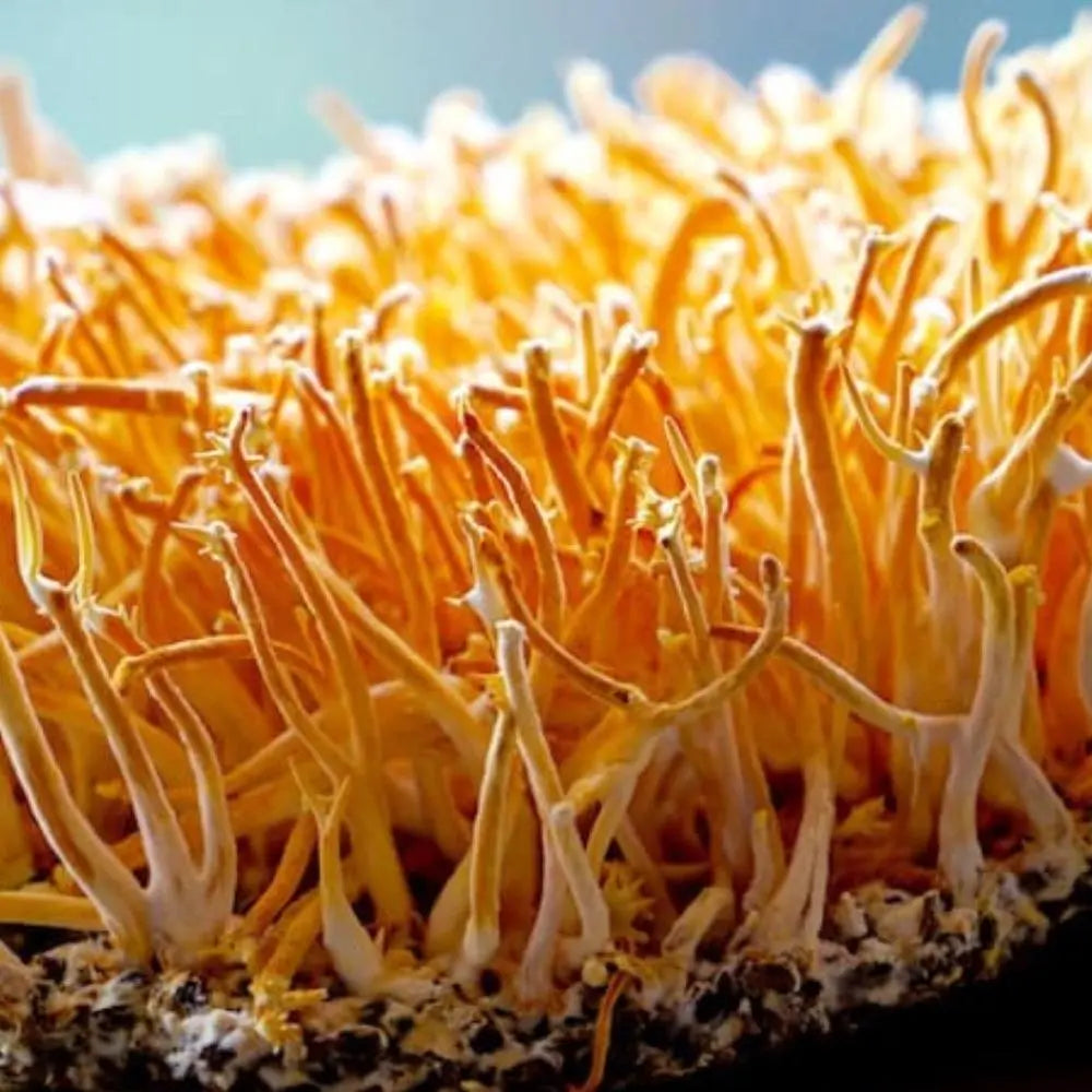 Goldenthread Cordyceps Mushroom.  Mycotopia