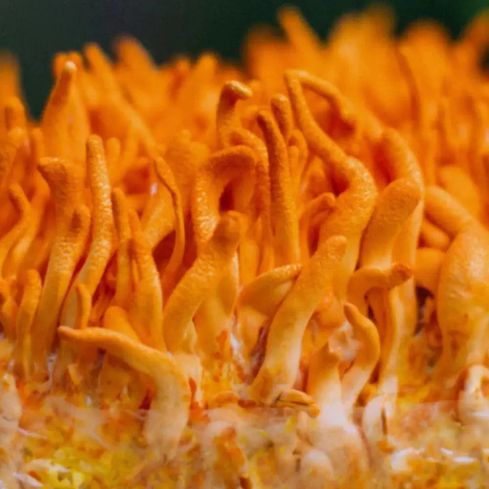 Goldenthread Cordyceps Mushroom.  Mycotopia