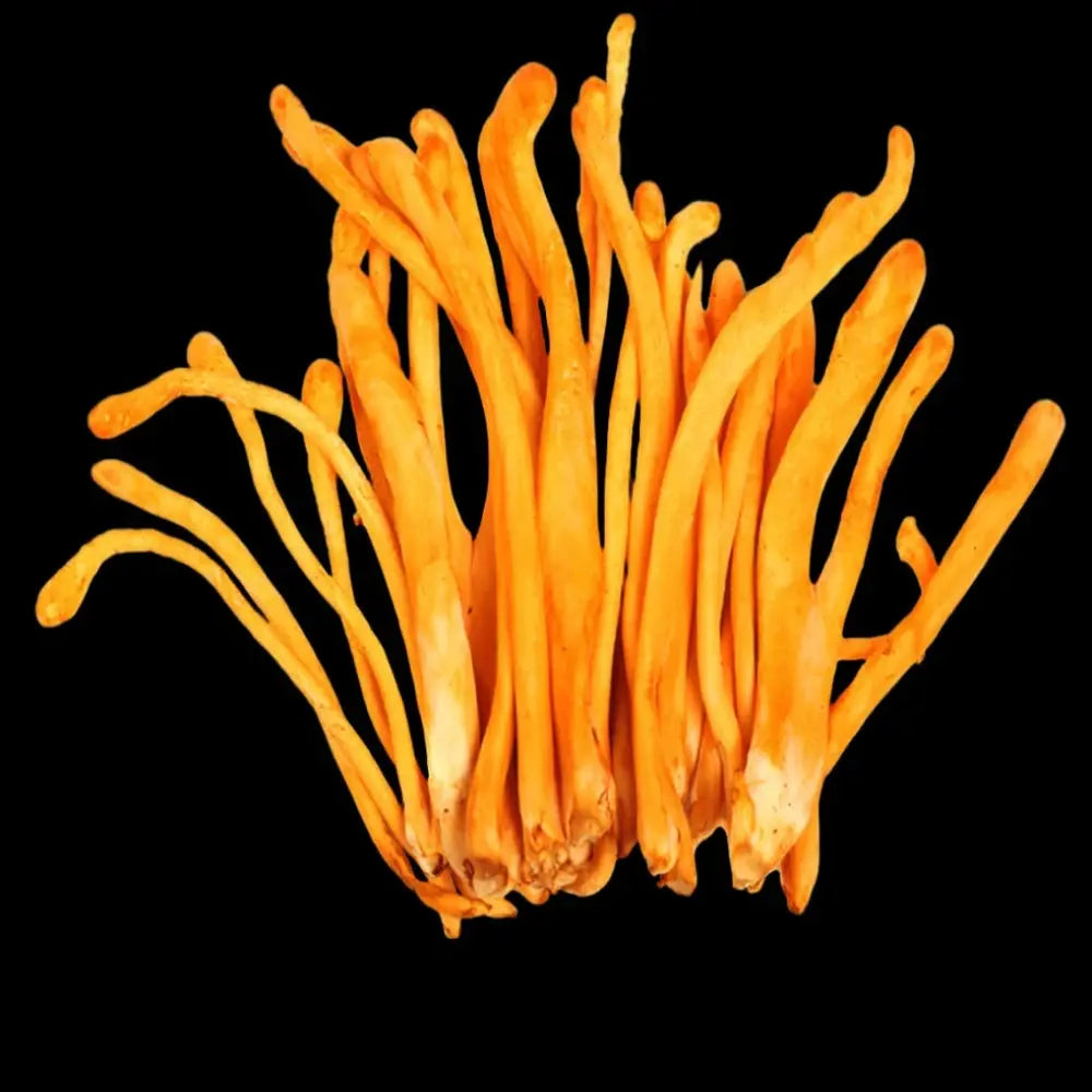 Goldenthread Cordyceps Mushroom.  Mycotopia