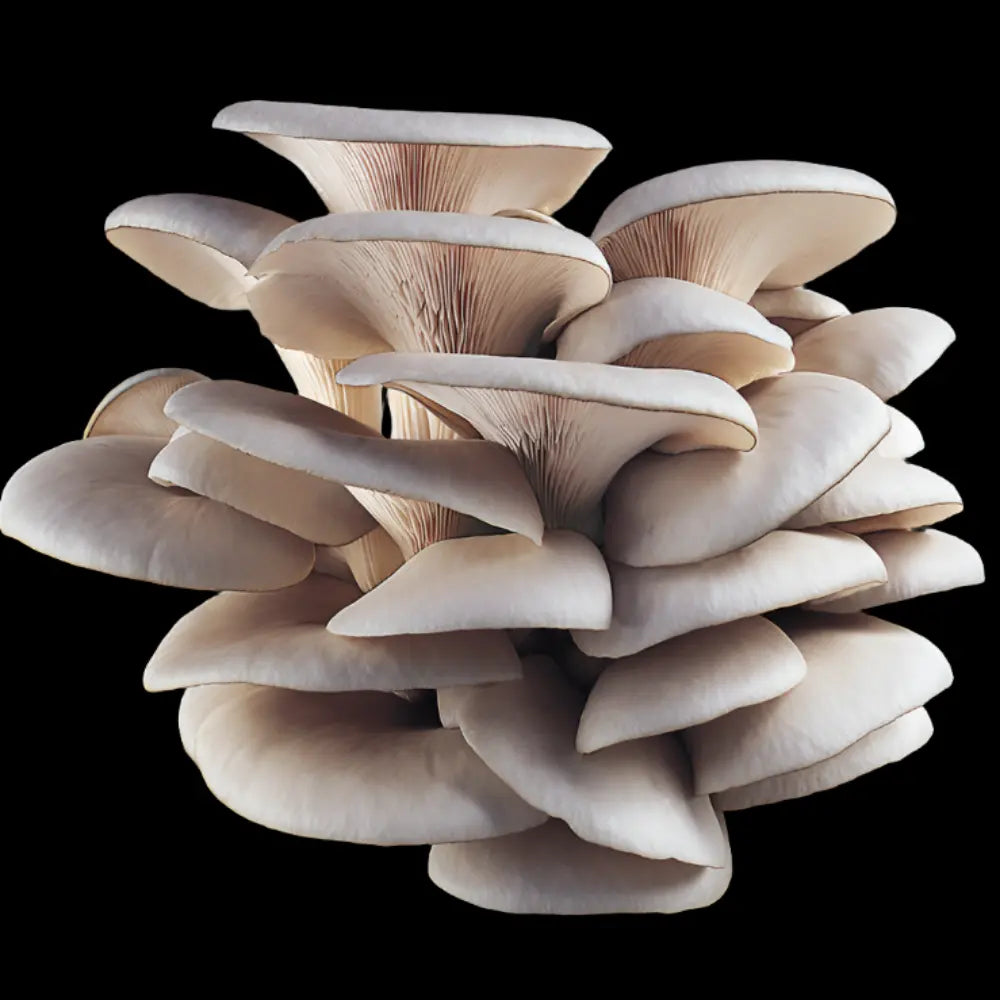 HK-35 Oyster Mushroom.  Mycotopia