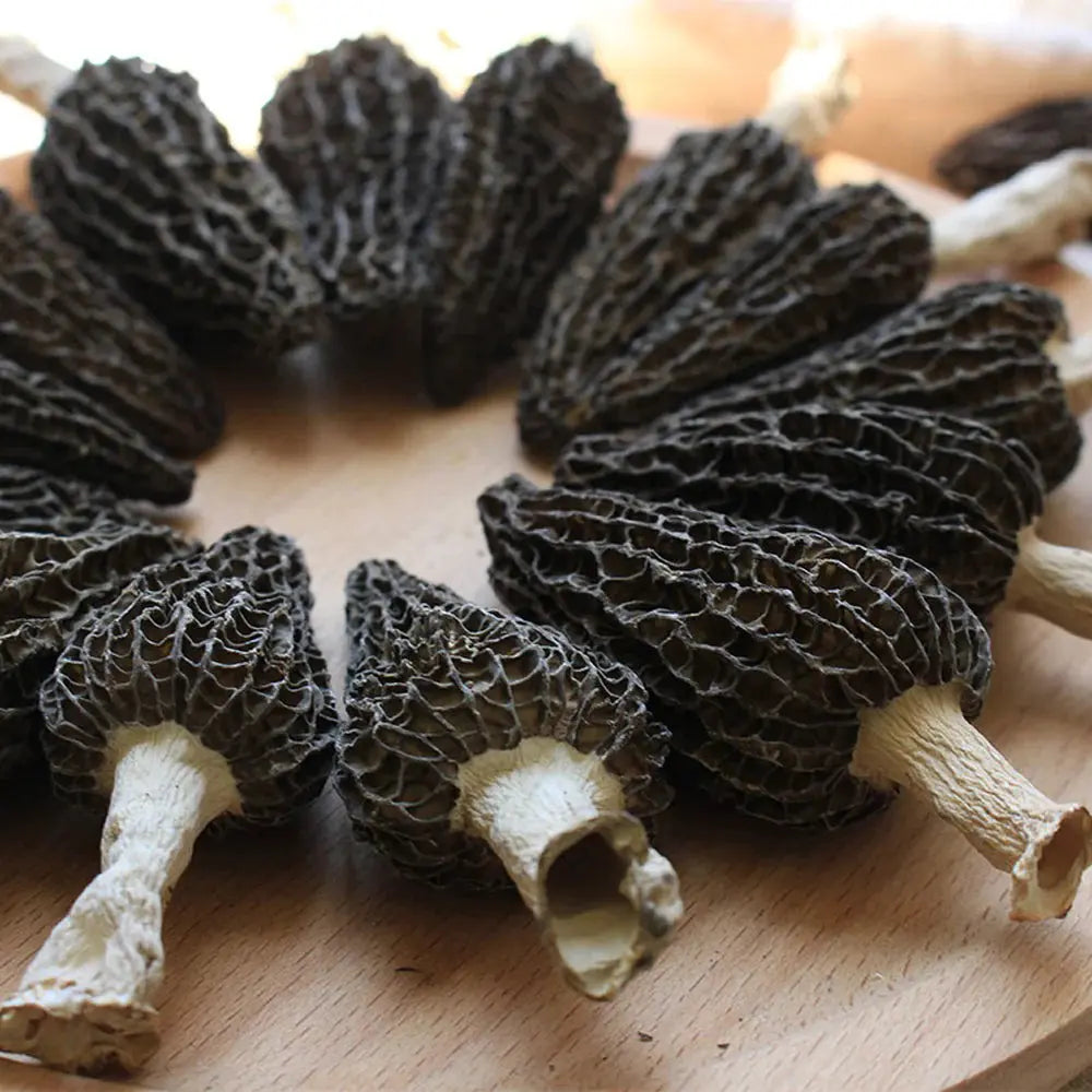 Black Morel Mushroom  Mycotopia