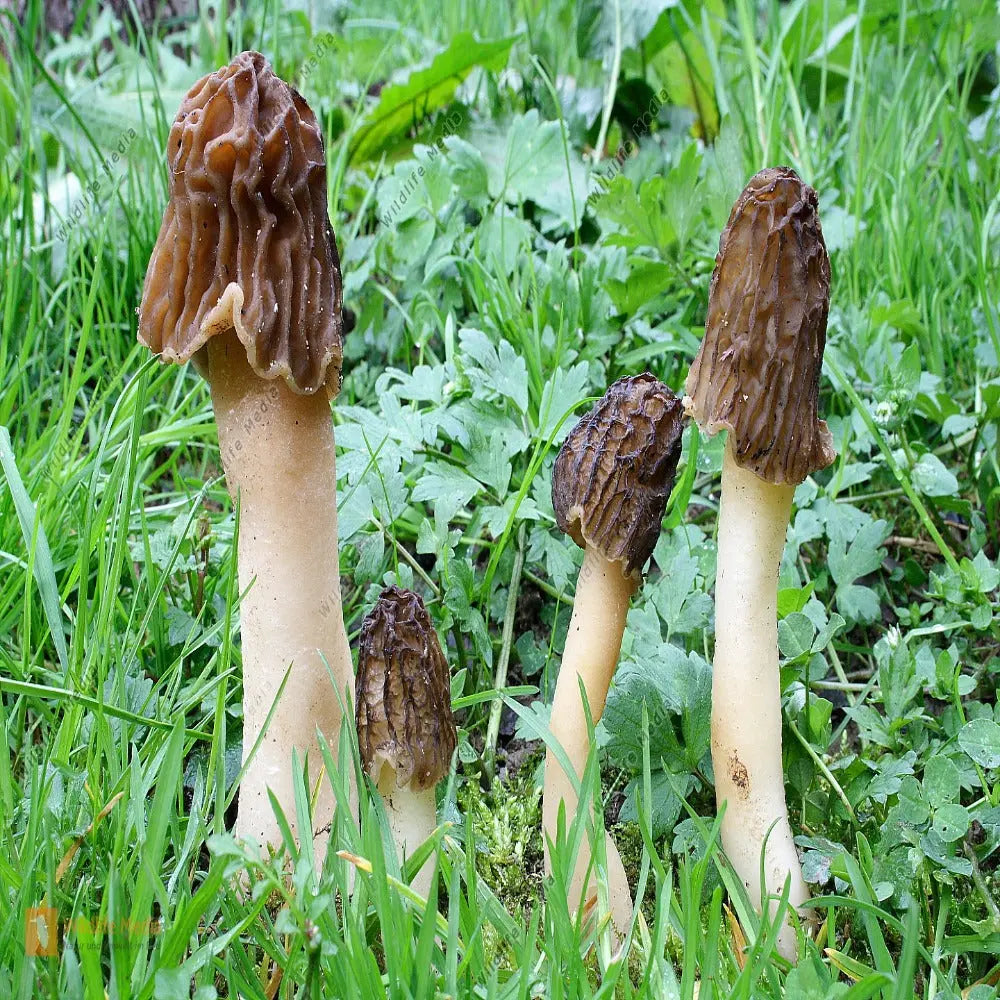 Half Free Morel Mushroom  Mycotopia