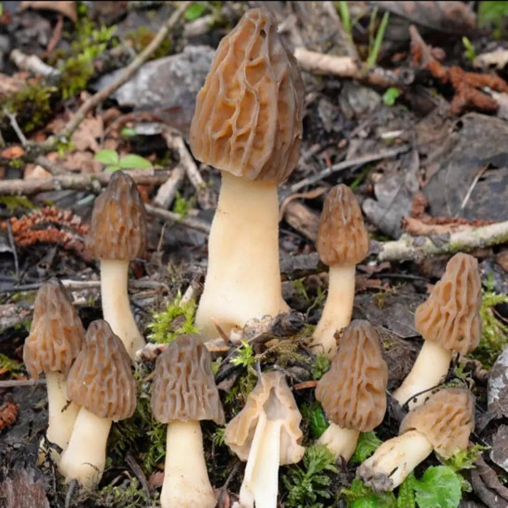 Half Free Morel Mushroom  Mycotopia