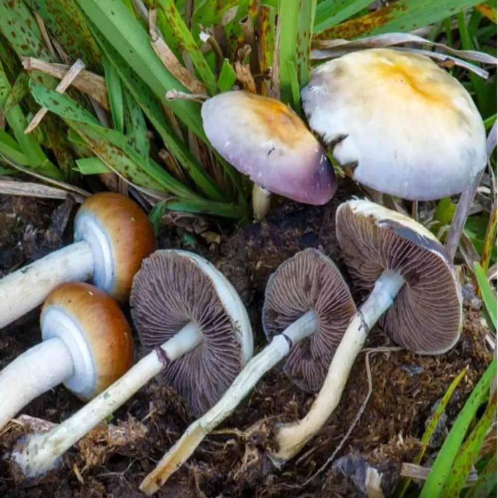 Hanoi Mushroom  Mycotopia