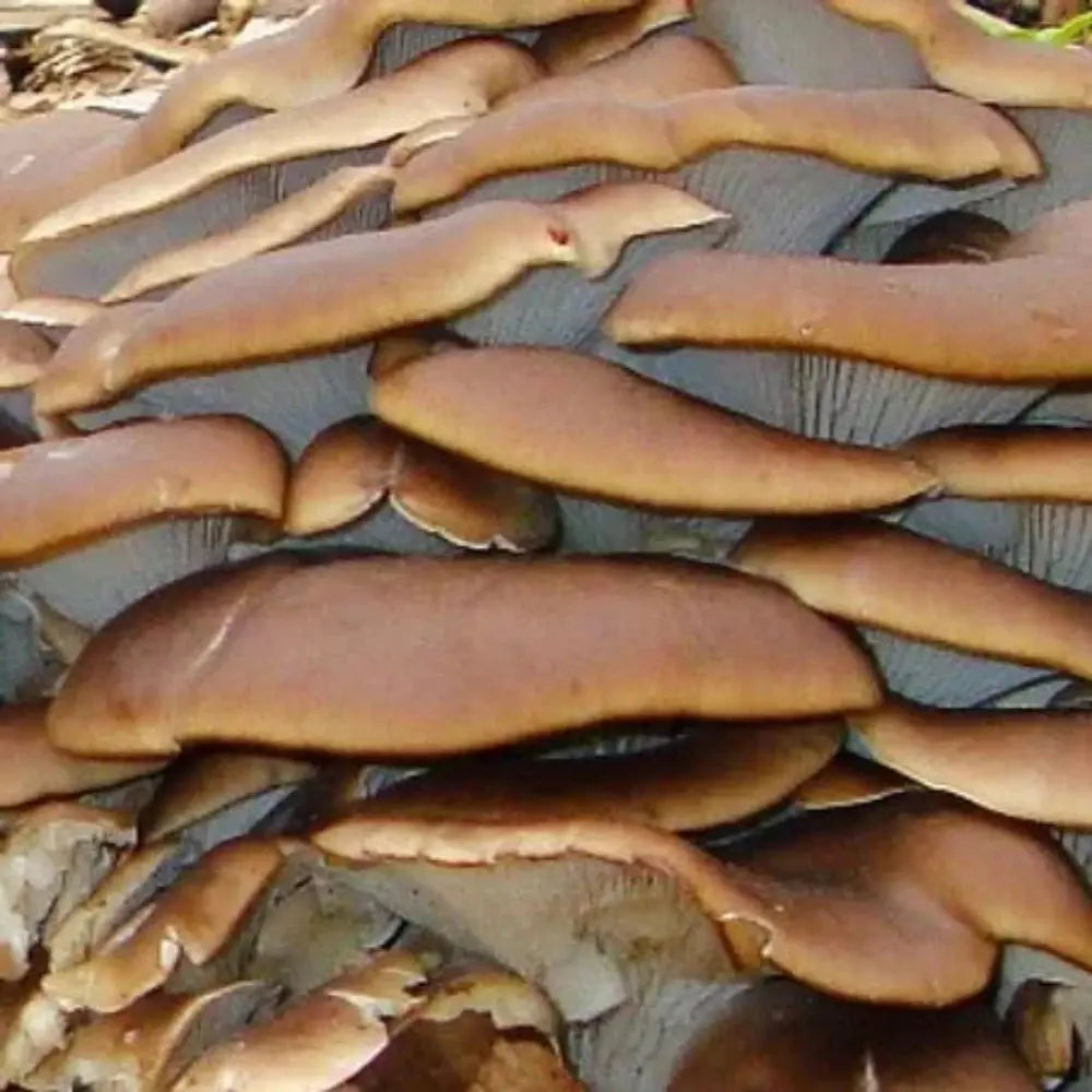 Hawk's Hallow Oyster (MA Wild strain) Mushroom  Mycotopia