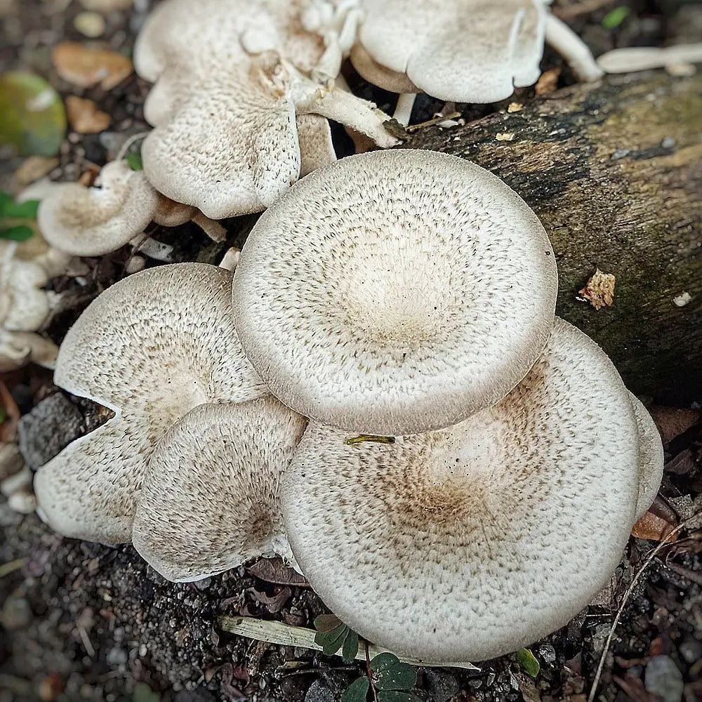 Hed Khon Khao (White Shiitake) Mushroom  Mycotopia