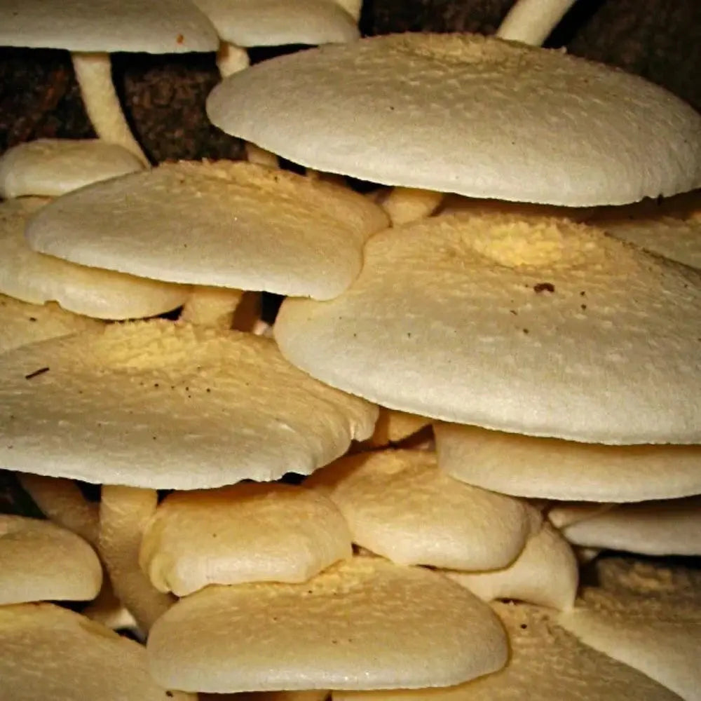 Hed Khon Khao (White Shiitake) Mushroom  Mycotopia