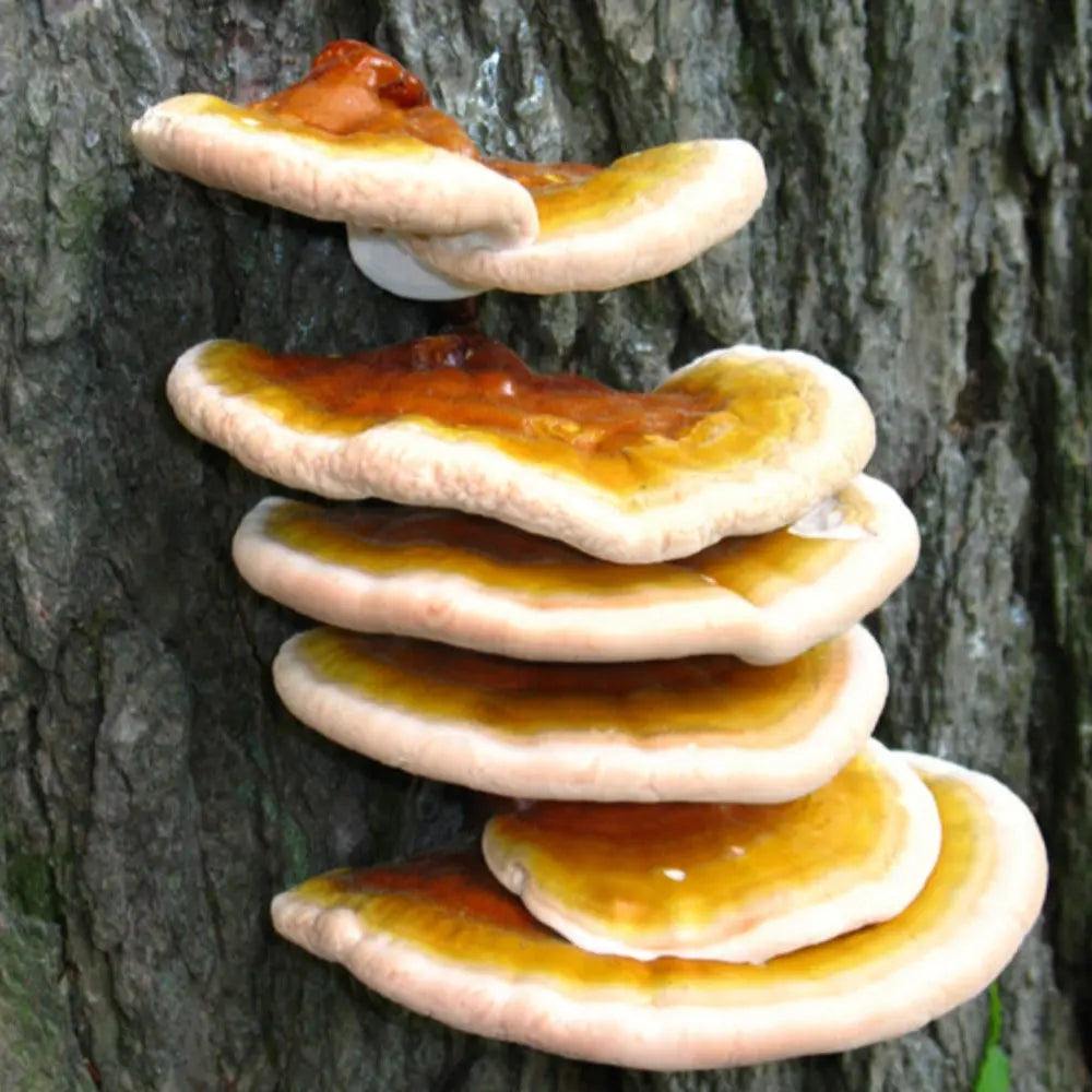 Hemlock Reishi Mushroom.  Mycotopia