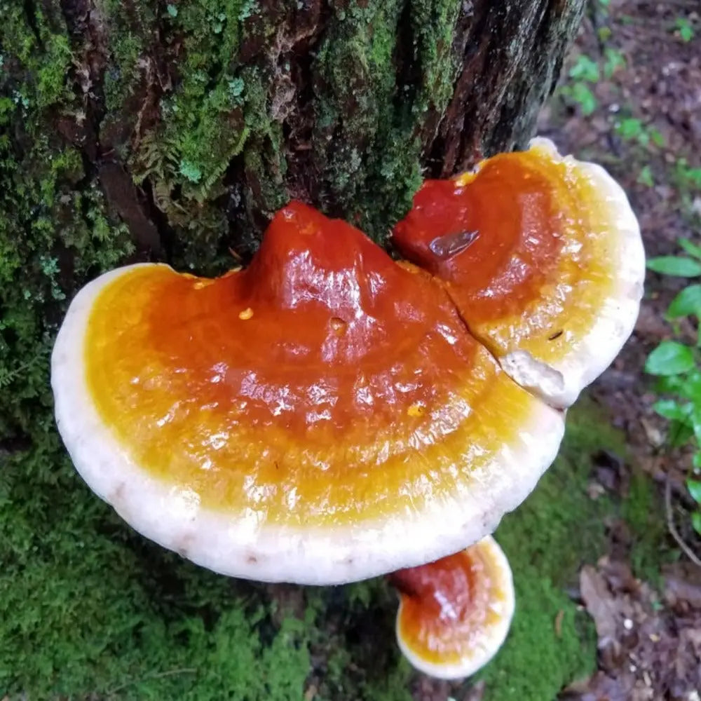 Hemlock Reishi Mushroom.  Mycotopia