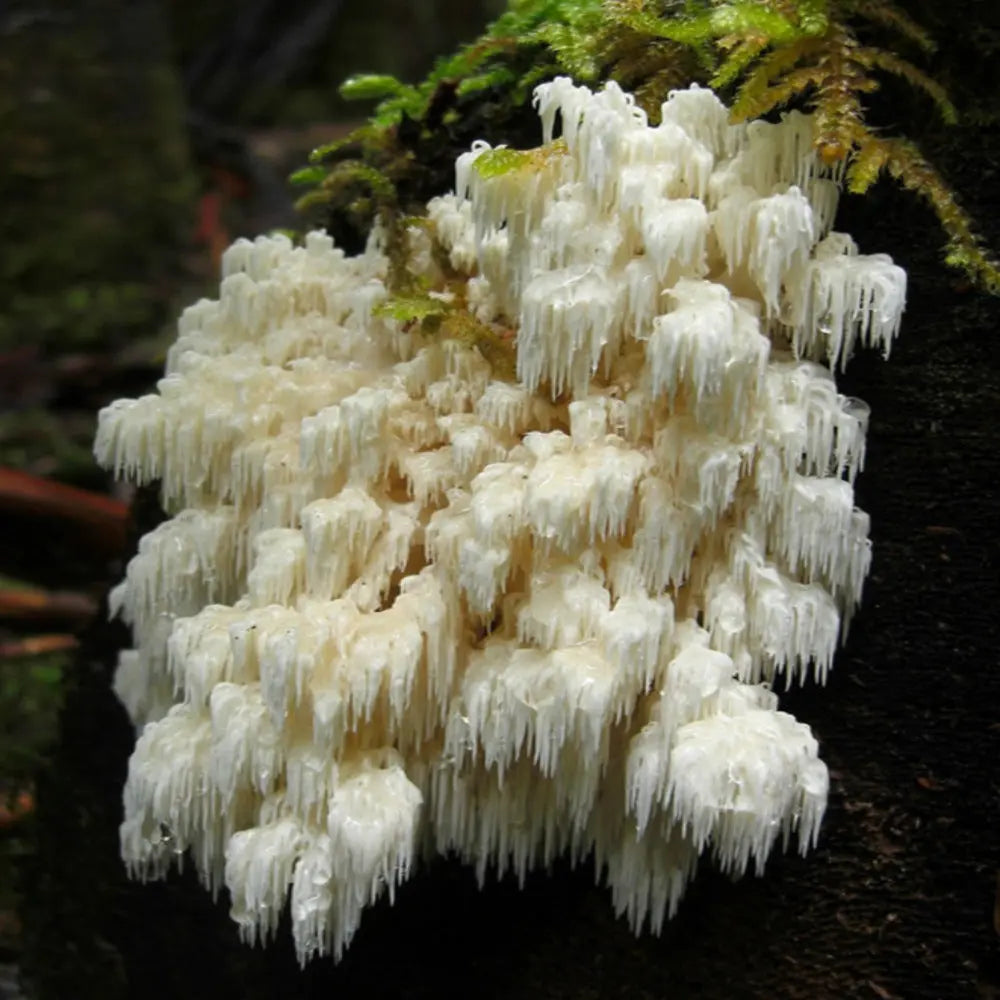 Conifer Coral Mushroom  Mycotopia