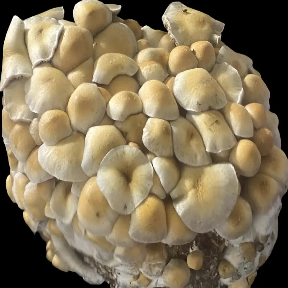 Hilbilly Mushroom.  Mycotopia