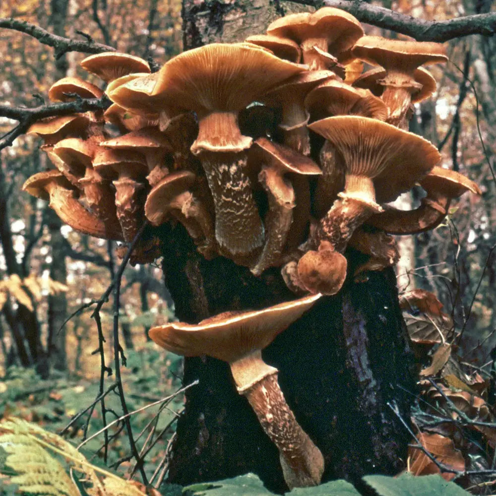 Honey Mushroom.  Mycotopia