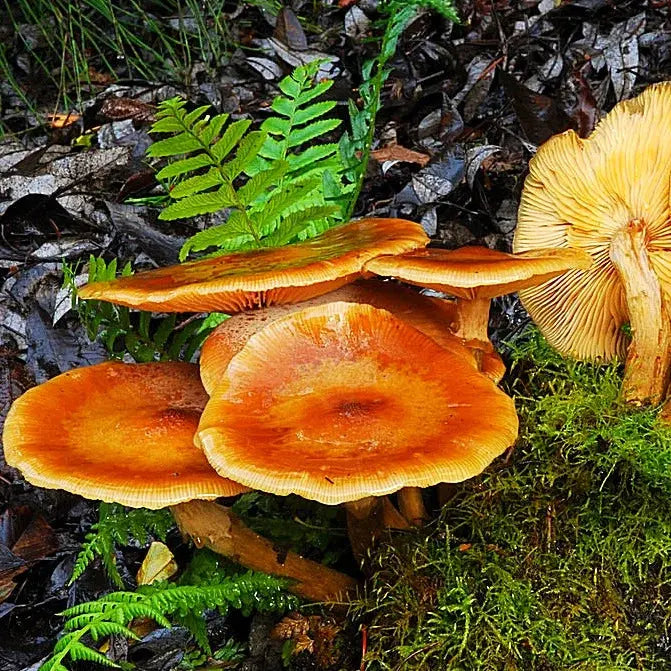 Honey Mushroom.  Mycotopia