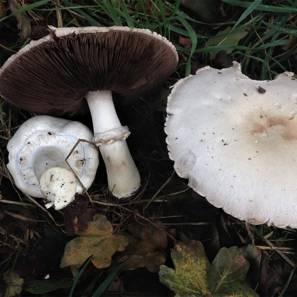 Horse Mushroom  Mycotopia