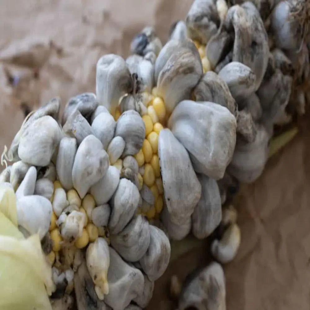 Corn smut (huitlacoche) Fungus  Mycotopia