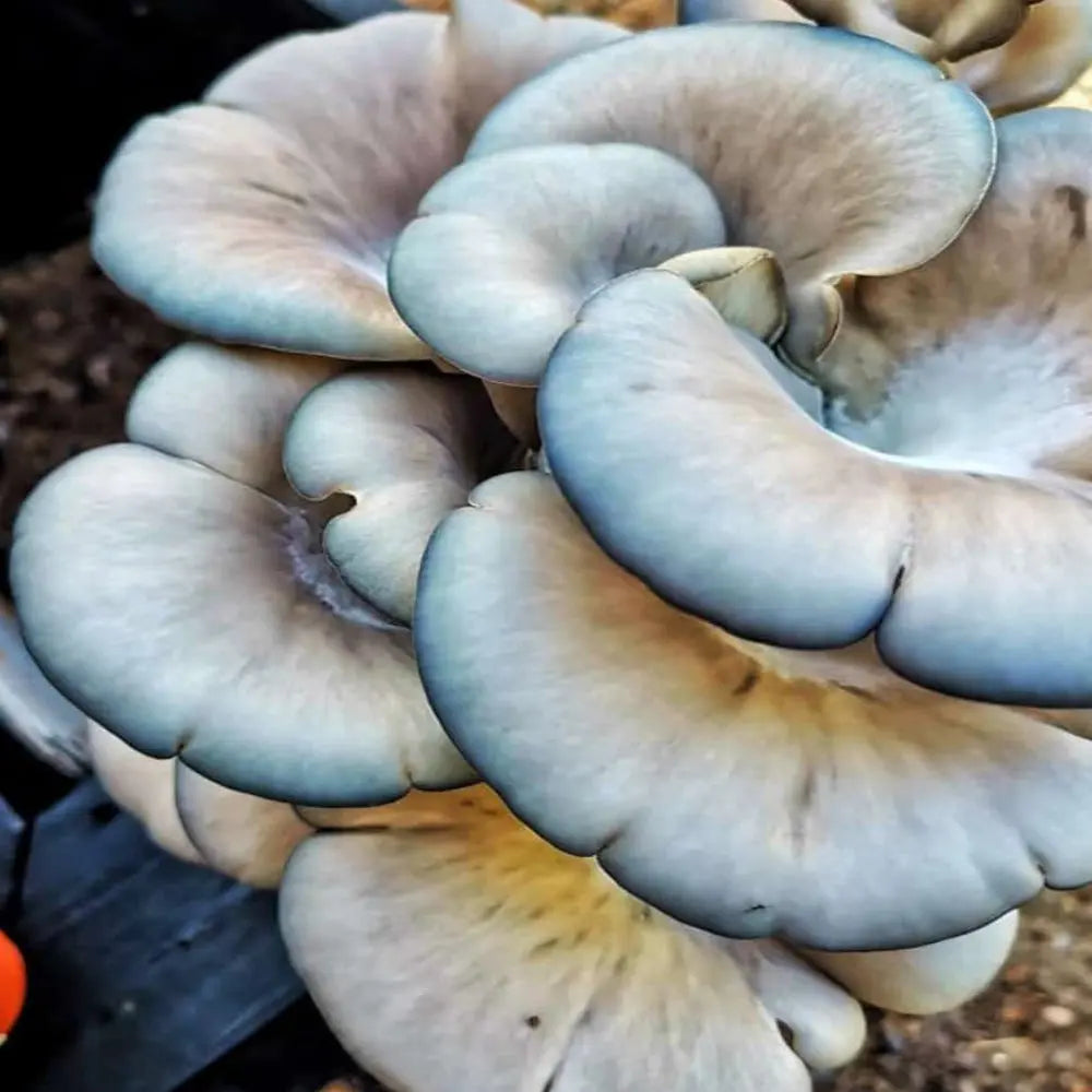 Blue Oyster Mushroom  Mycotopia