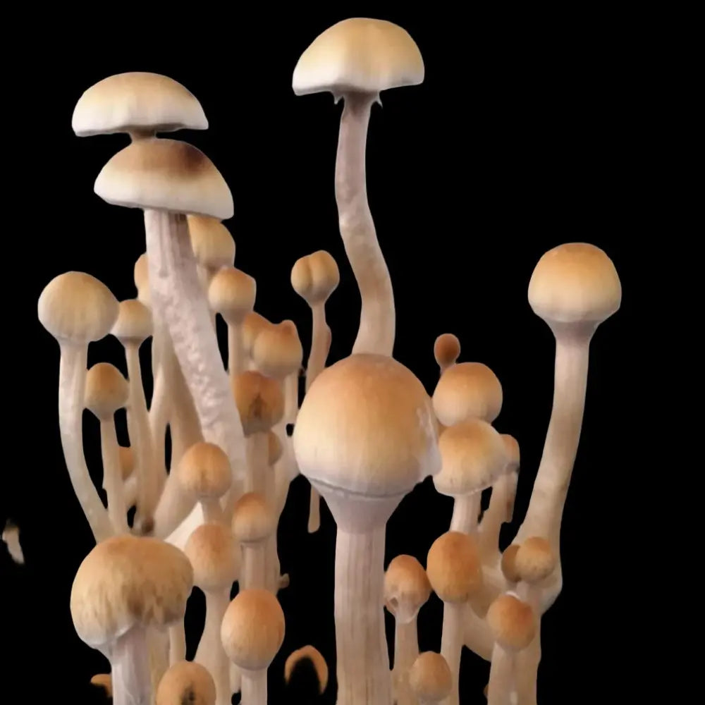 NSS Mushroom  Mycotopia