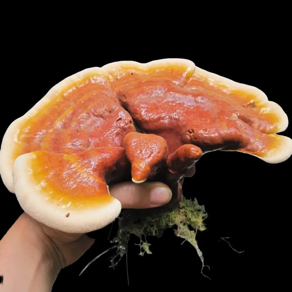 Hemlock Reishi Mushroom.  Mycotopia