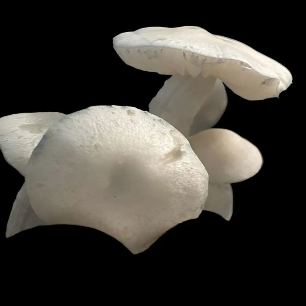 Albino Chodewave Mushroom  Mycotopia