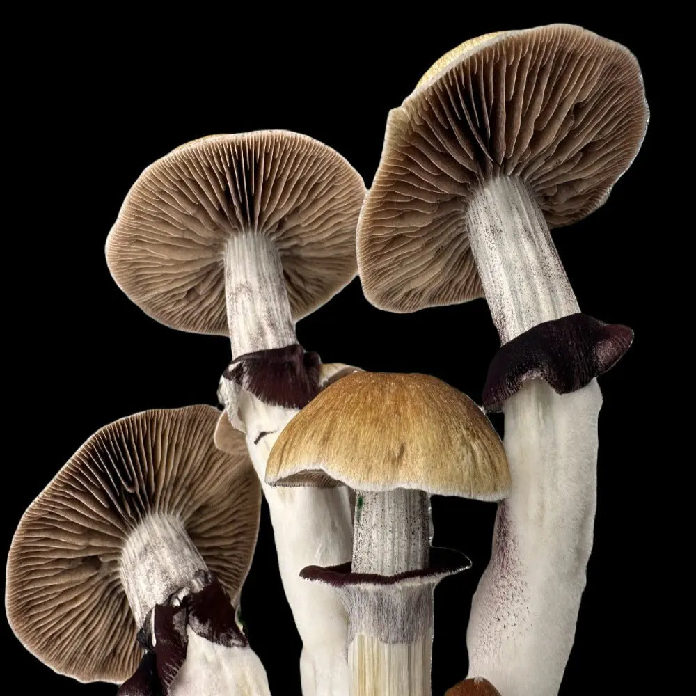 Inca Stargazer Mushroom  Mycotopia