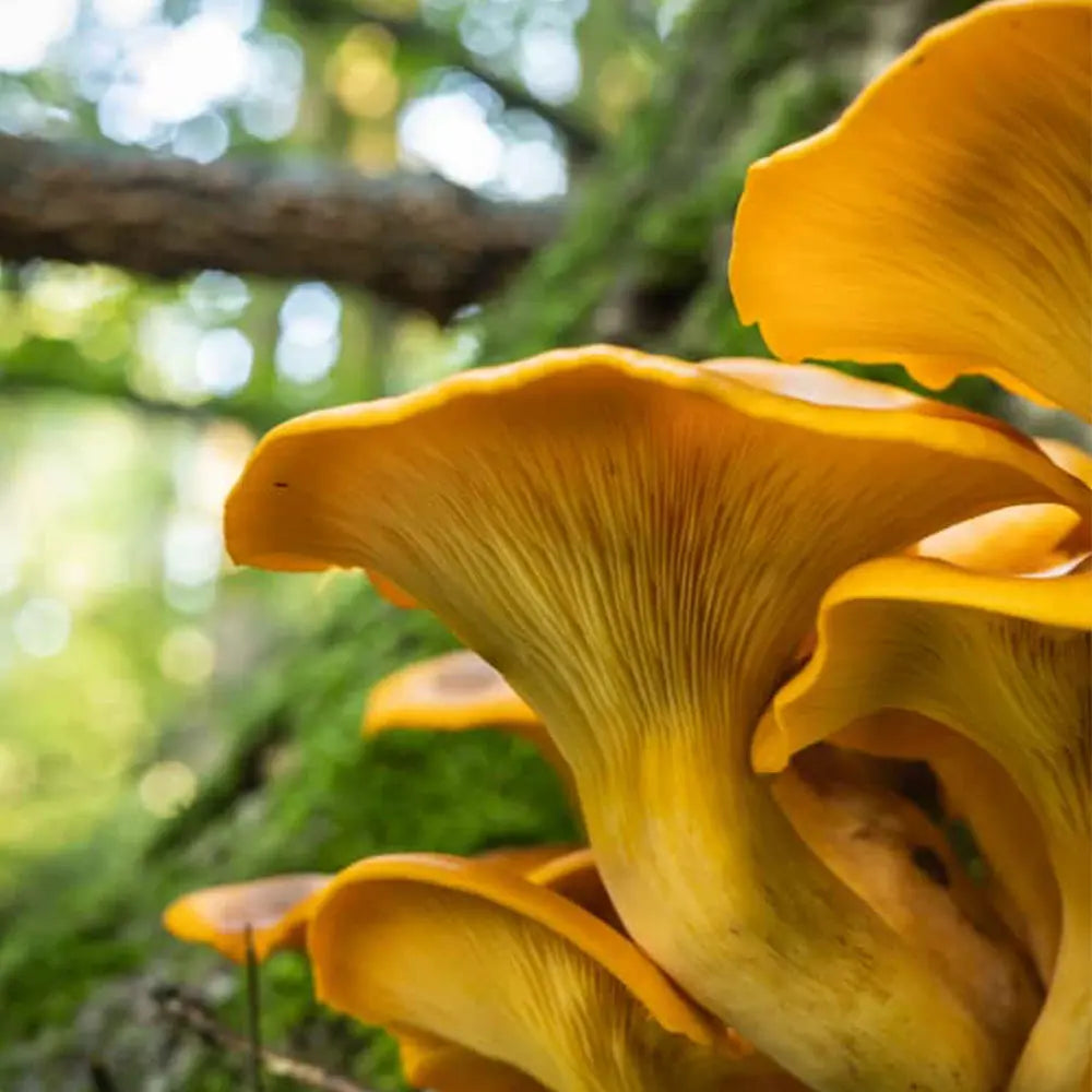 Jack-O-Lantern Mushroom  Mycotopia