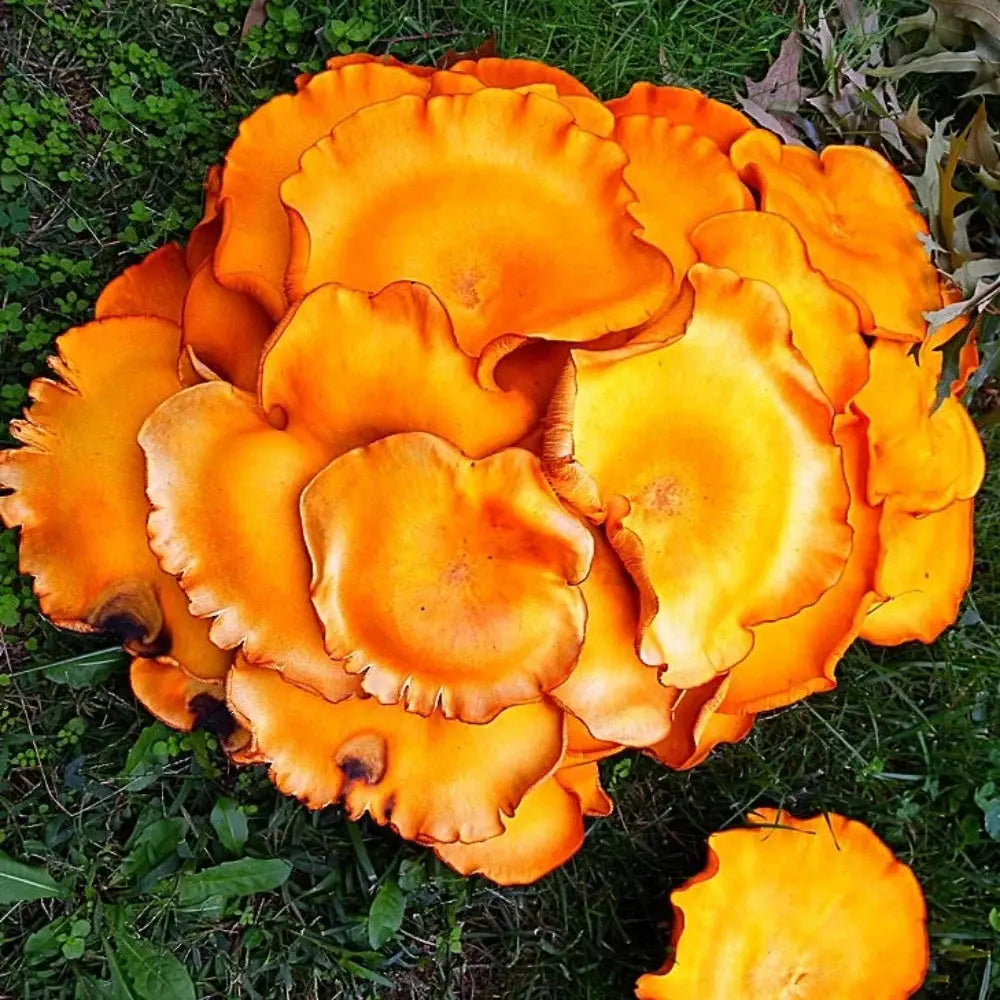 Jack-O-Lantern Mushroom  Mycotopia