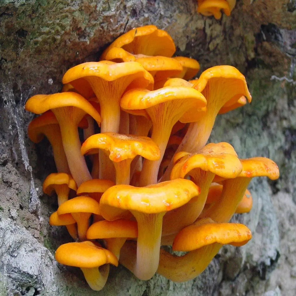 Jack-O-Lantern Mushroom  Mycotopia