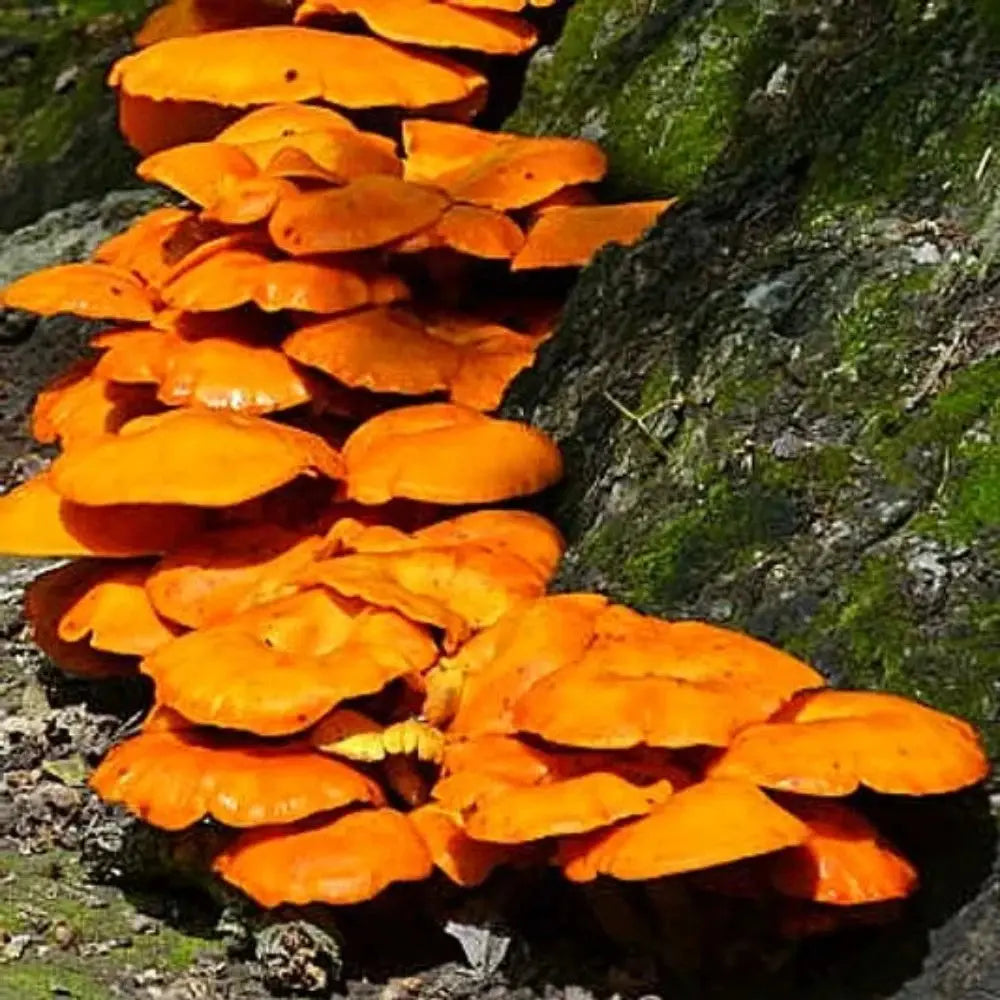 Jack-O-Lantern Mushroom  Mycotopia