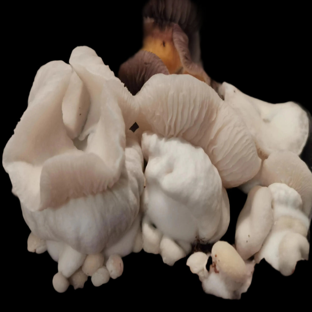 KSAT Albino Squats Mushroom  Mycotopia