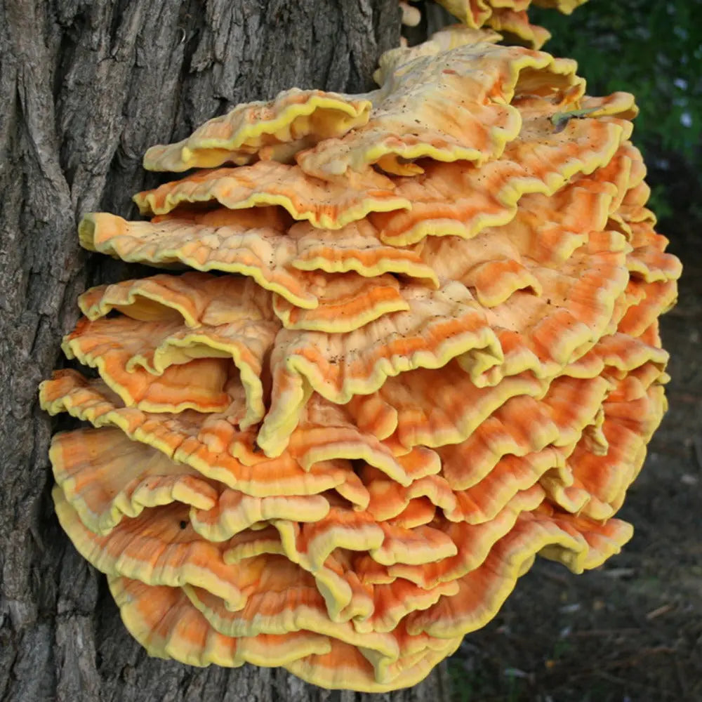 Chicken of the Woods Mushroom  Mycotopia