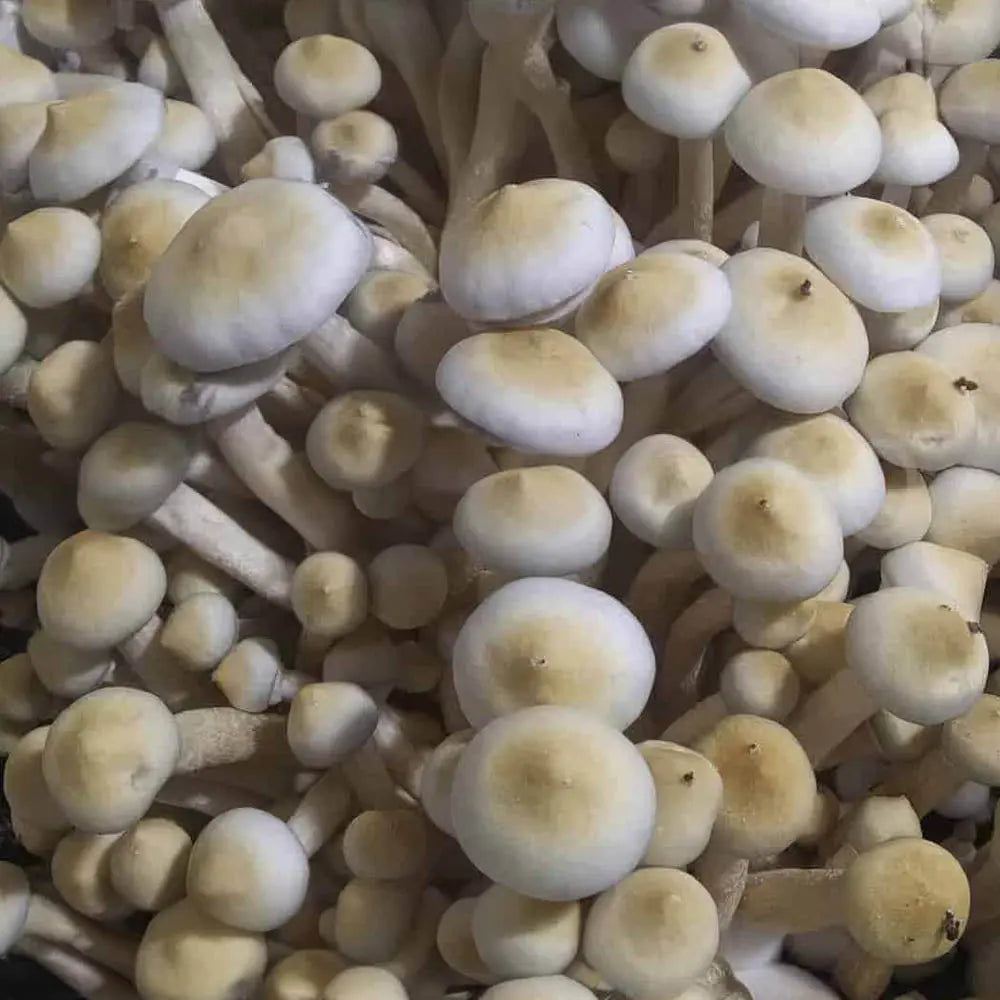 Leucistic Golden Teacher Mushroom  Mycotopia