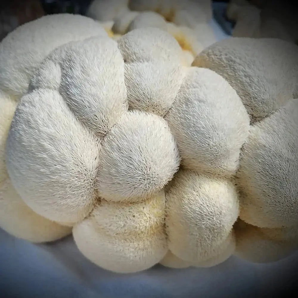 Lion's Paw Mushroom.  Mycotopia