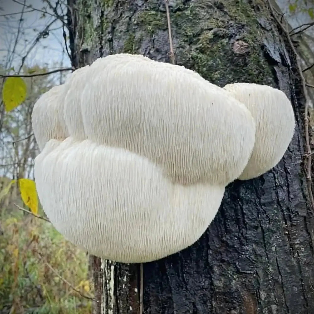 Lion's Paw Mushroom.  Mycotopia