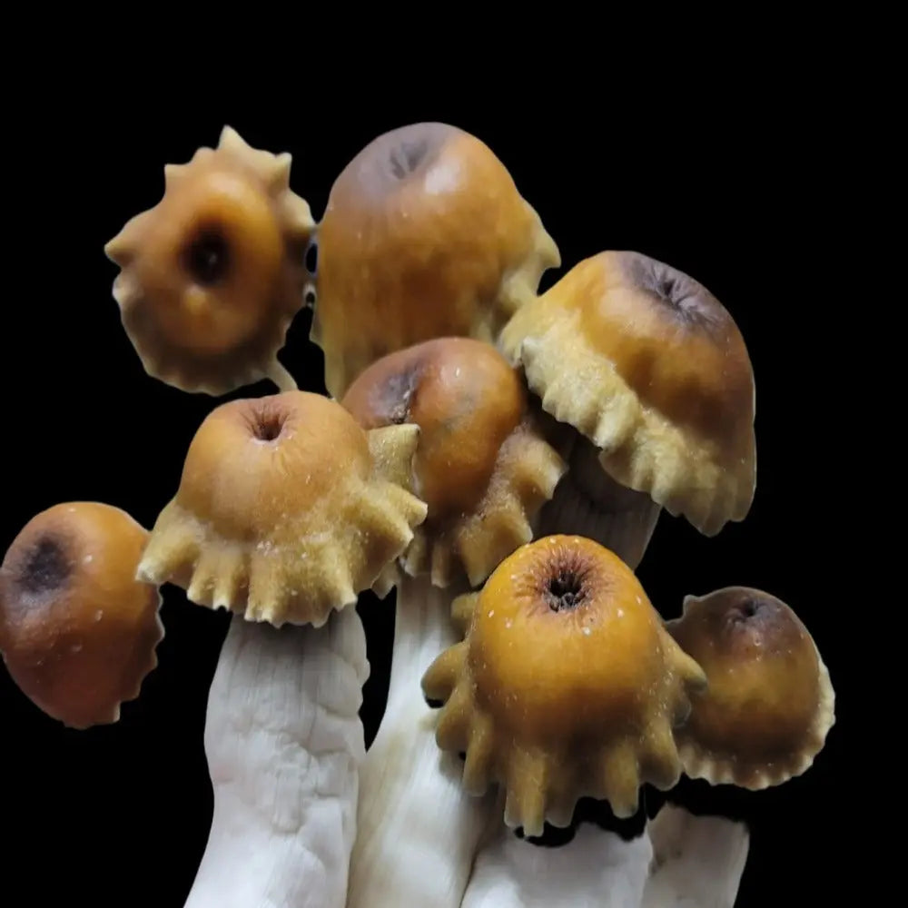 MVP-B Mushroom  Mycotopia