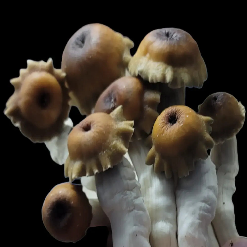 MVP-B Mushroom  Mycotopia