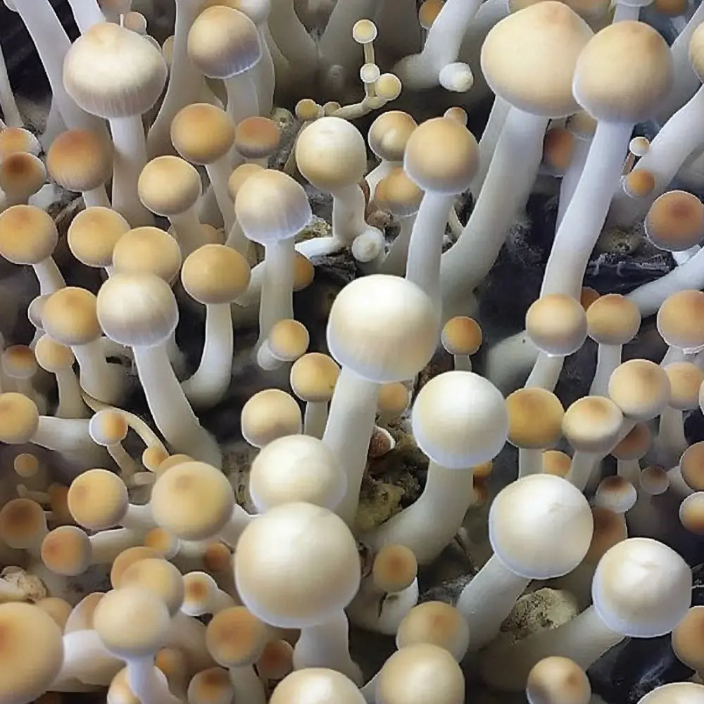 MVP Mushroom  Mycotopia