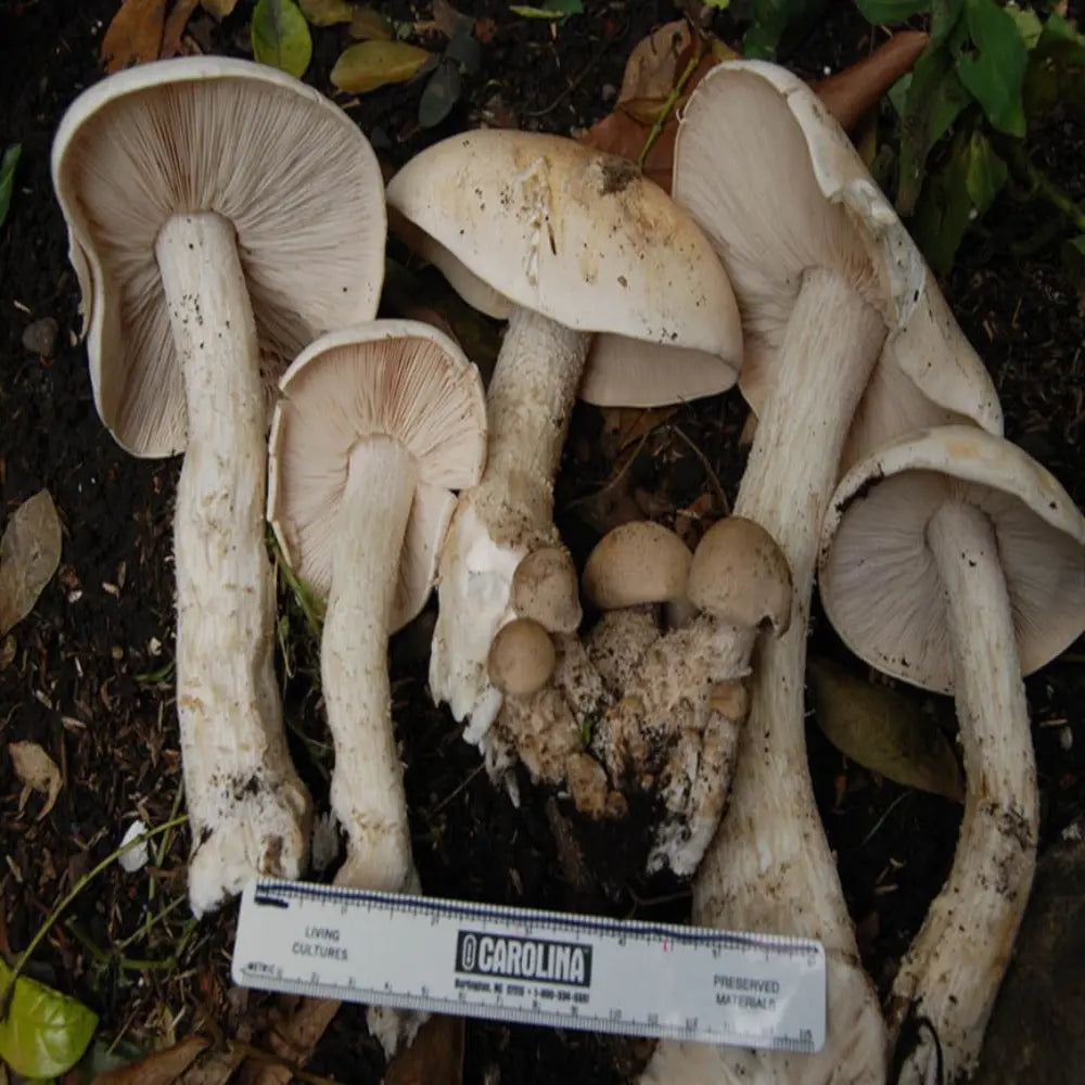 Macrocybe titans Mushroom  Mycotopia