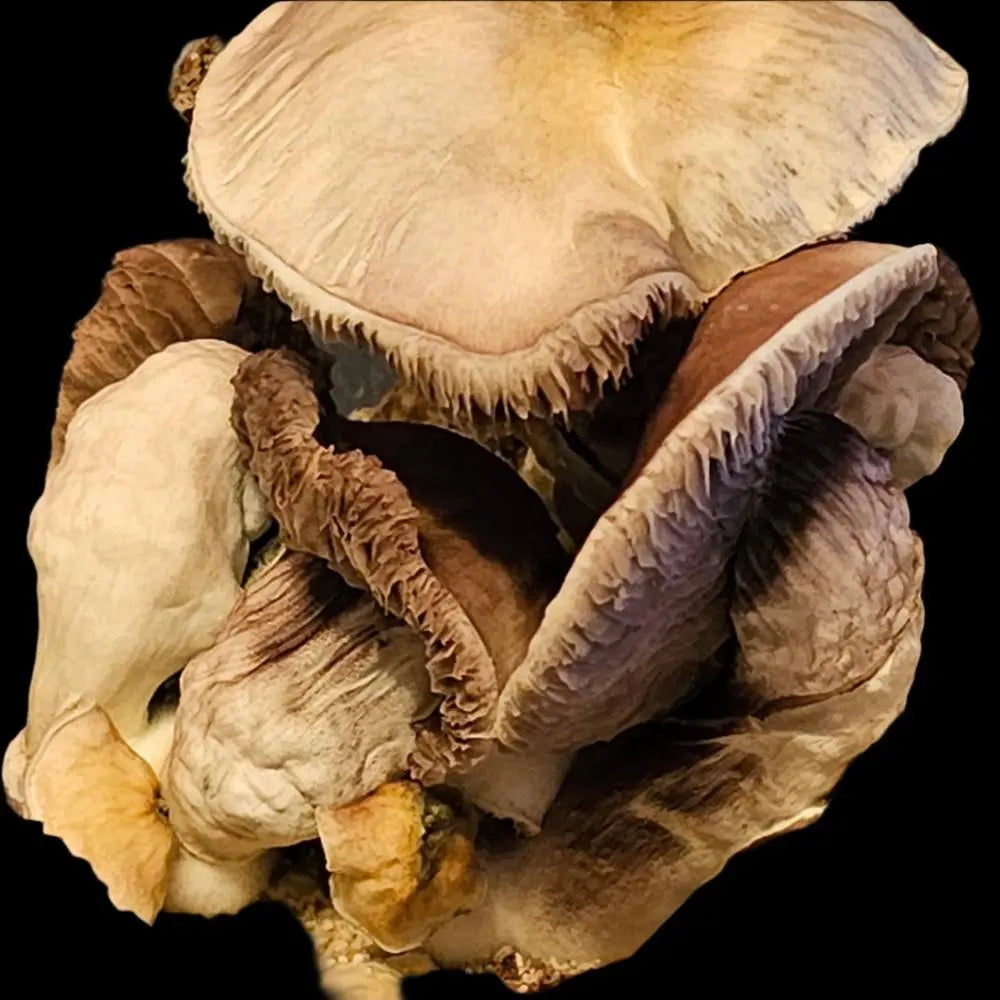 Meximelts Mushroom  Mycotopia