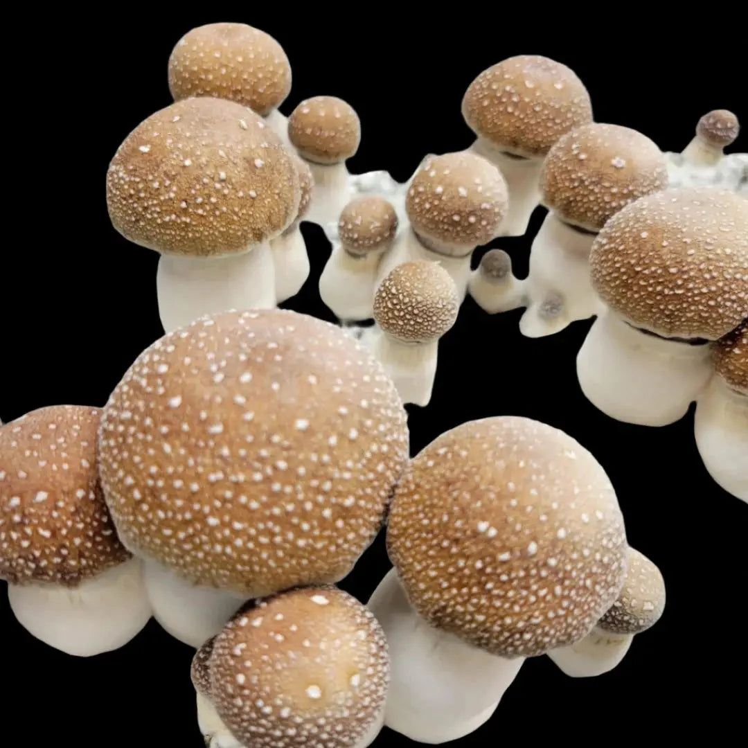 Melmak Revert Mushroom.  Mycotopia