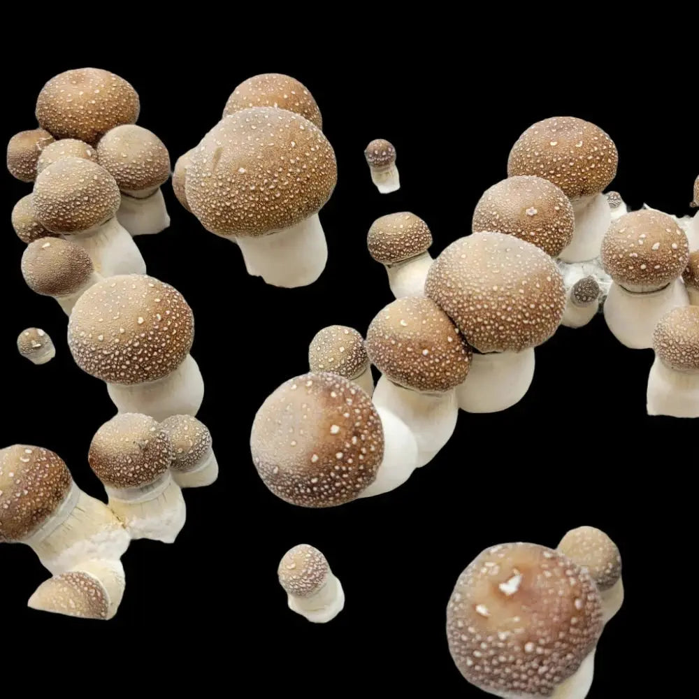 Melmak Revert Mushroom.  Mycotopia