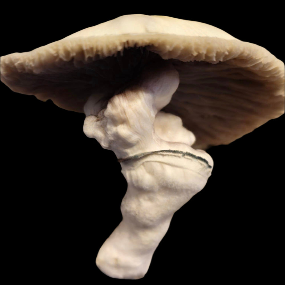 Meximelts Mushroom  Mycotopia