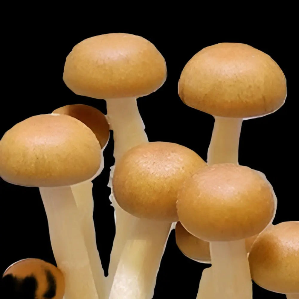 Minami Okinowa Mushroom  Mycotopia