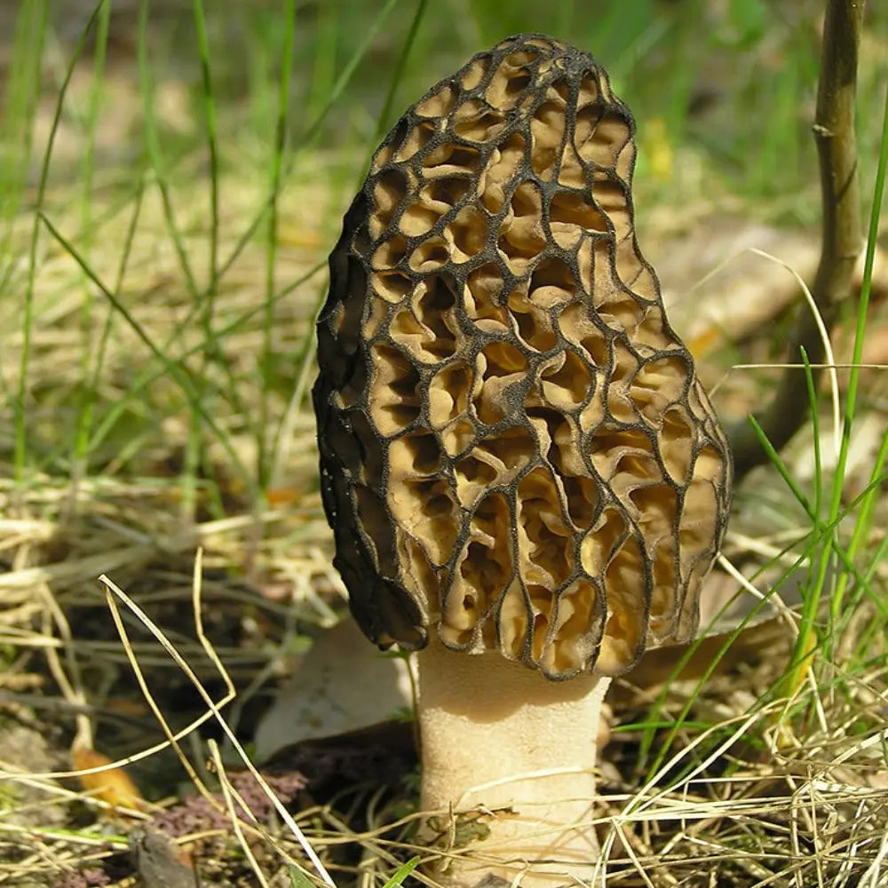 Australian Morel Mushroom  Mycotopia