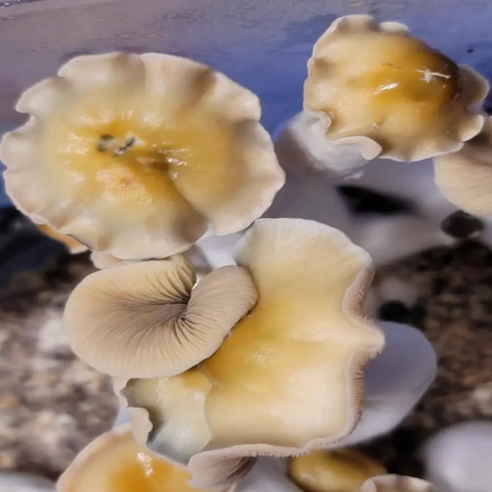 Mr. Peanut "Pale".  Mycotopia